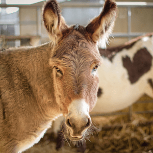  Donkey looking into the camera