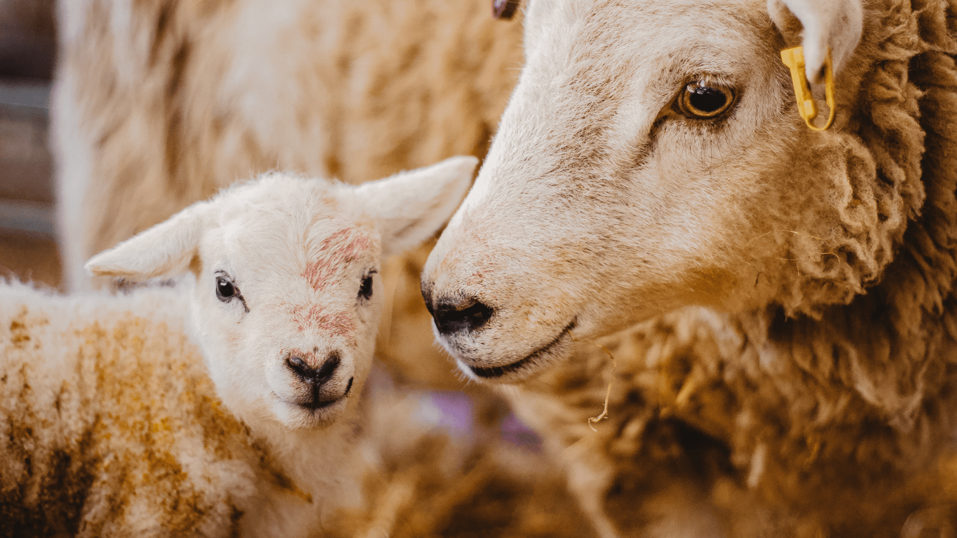 Cute lamb at Rand Farm Park