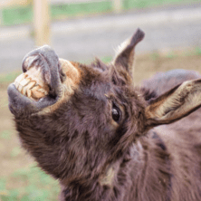 Donkey smiling