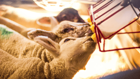 lambs being fed from a bottle