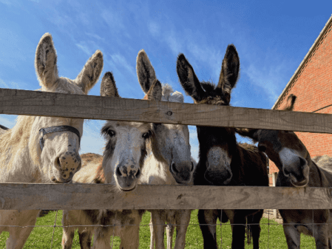 five donkeys at rand farm park