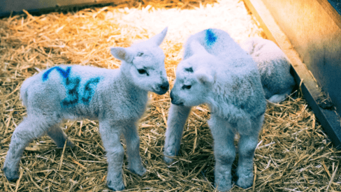 Two small lambs