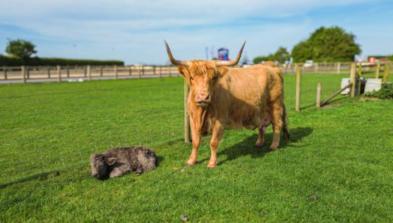  highland cow and calf at rand farm park
