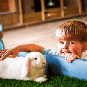  Small animal handling