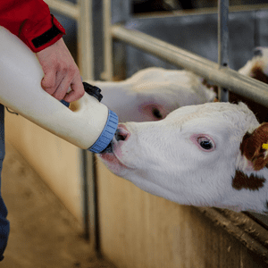  Bottle feeding a calf