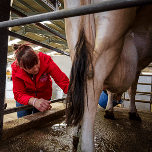  Milking a dairy cow