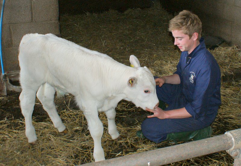 Farmer Joshua with a charolais calf