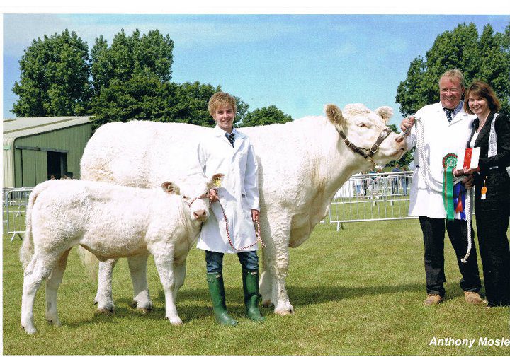 The family showing their Charolais Cattle