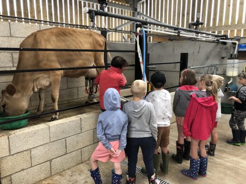  Kids watching the Cows Being Milked