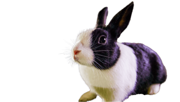 Rabbit at Rand Farm Park