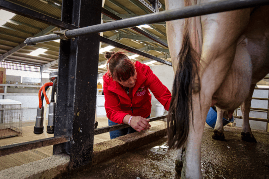  Farmer Emma milking a dairy cow