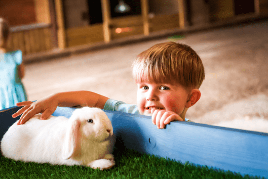  Young child stroking a rabbit