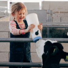 young girl bottle feeding a calf